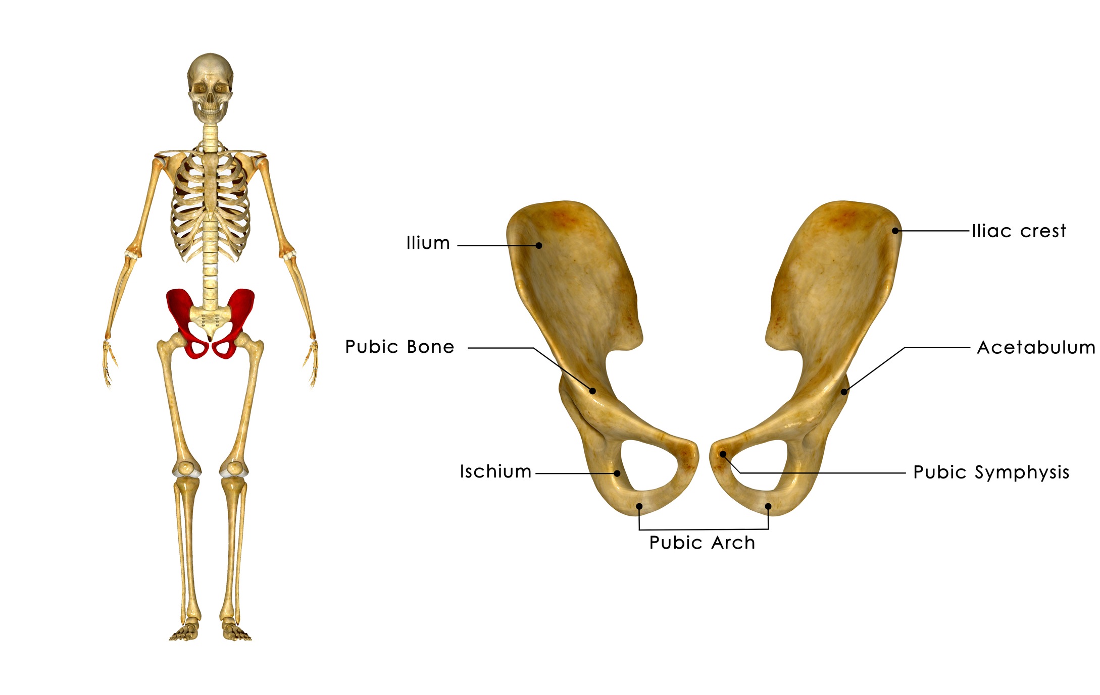 Тазовые кости скелета человека